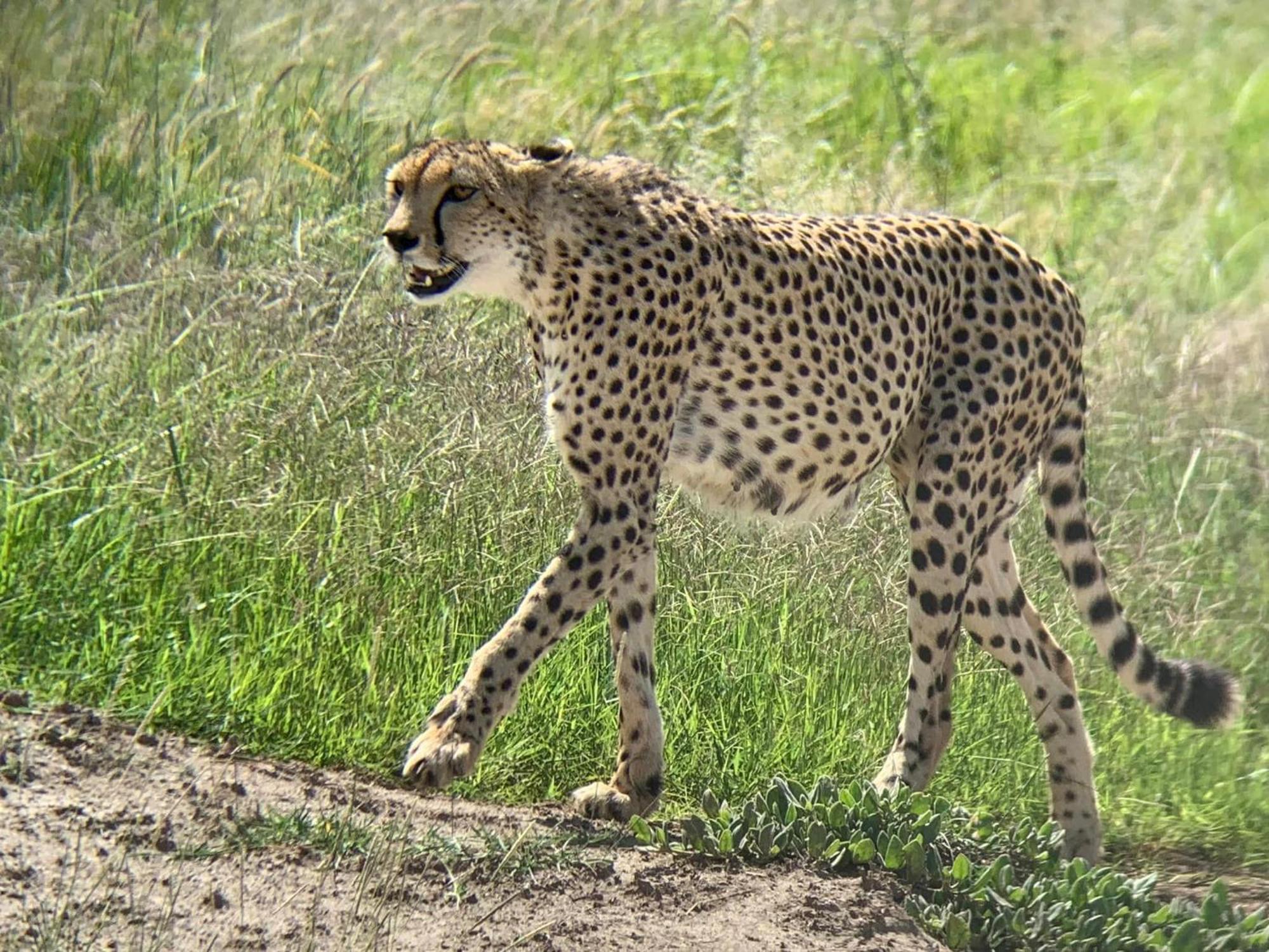 Amboseli Discovery Camp 外观 照片